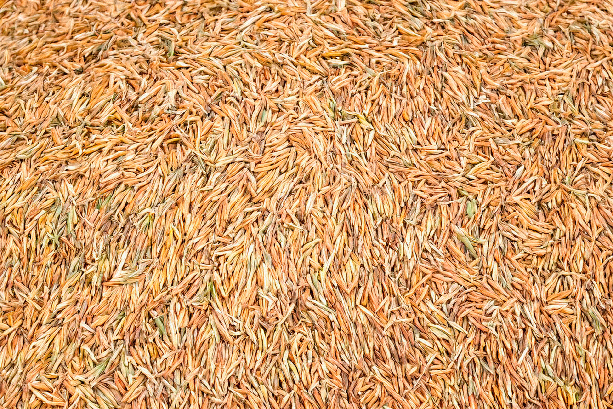 Grain Chaff