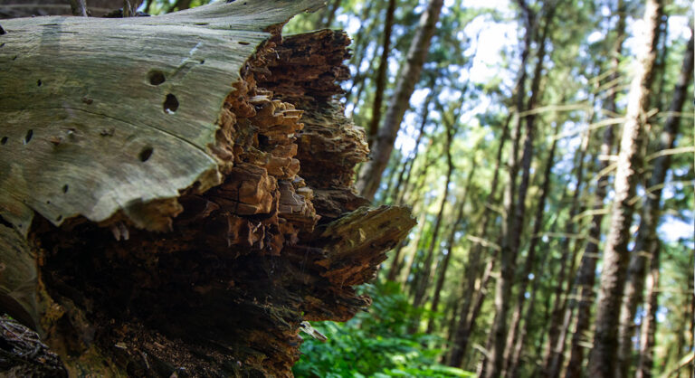 WILDFIRE PREVENTION AND BIOMASS