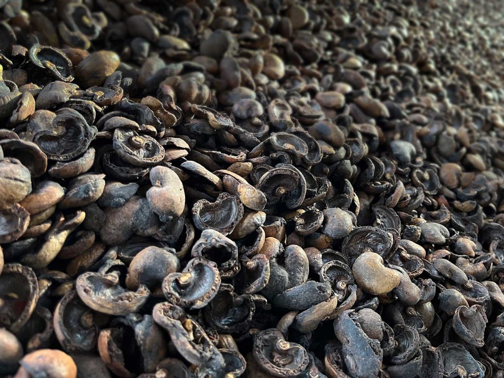 Cashew Nut Shells Cashew Nut Shells