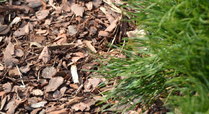 Bark mulch for the 2026 gardening season next to a green-covered flower bed